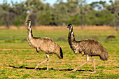 Emu (Dromaius novaehollandiae) pair, Bowra Sanctuary, Australia