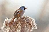 Bearded Tit (Panurus biarmicus) feeding on reed seed in winter, Lelystad, Netherlands