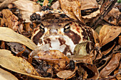 Bushveld Rain Frog (Breviceps adspersus), Marakele National Park, Limpopo, South Africa