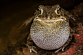 Garman's Toad (Bufo garmani) calling, Marakele National Park, Limpopo, South Africa