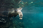 Galapagos Sea Lion (Zalophus wollebaeki) in water, Rabida Island, Galapagos Islands, Ecuador