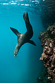 Galapagos Sea Lion (Zalophus wollebaeki) in water, Espanola Island, Galapagos Islands, Ecuador