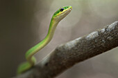 Rough Green Snake (Opheodrys aestivus), Ocala National Forest, Florida