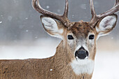 White-tailed Deer (Odocoileus virginianus) buck in winter, Fort Snelling State Park, Minnesota