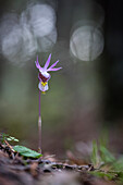 Fairy Slipper Orchid (Calypso bulbosa) flower, Ely, Minnesota