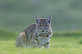 Bobcat (Lynx rufus), Point Reyes National Seashore, California