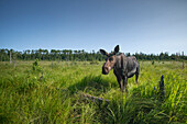 Moose (Alces alces andersoni) female in bog, Grand Marais, Minnesota