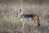 Coyote (Canis latrans) in grassland, Point Reyes National Seashore, California