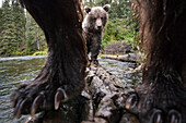 Brown Bear (Ursus arctos) mother and cub on log in river, Yukon, Canada