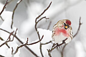 Common Redpoll (Carduelis flammea) male in winter, Troy, Montana