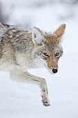 Coyote (Canis latrans) in winter, Yellowstone National Park, Wyoming
