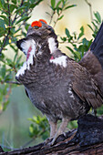 Blue Grouse (Dendragapus obscurus) male displaying, Troy, Montana