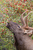 Elk (Cervus elaphus) mature bull feeding on Chokecherry (Prunus virginiana) berries, central Montana