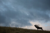 Elk (Cervus elaphus) bull bugling at sunrise, eastern Montana