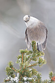Canada Jay (Perisoreus canadensis) in snowfall, Jasper National Park, Alberta, Canada