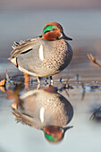Common Teal (Anas crecca) male in breeding plumage, central Montana