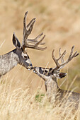 Mule Deer (Odocoileus hemionus) bucks touching noses, central Montana