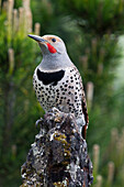 Northern Flicker (Colaptes auratus) male, Troy, Montana