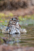 Song Sparrow (Melospiza melodia) taking bath, Troy, Montana