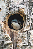 Tree Swallow (Tachycineta bicolor) in nest cavity, Moise, Montana