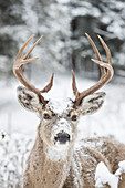 White-tailed Deer (Odocoileus virginianus) buck in winter, western Montana