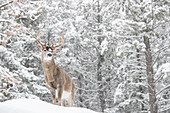 White-tailed Deer (Odocoileus virginianus) buck in winter in forest, western Montana