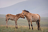 Przewalski's Horse (Equus ferus przewalskii) mare with foal, Hustai National Park, Mongolia