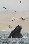 Humpback Whale (Megaptera novaeangliae) gulp feeding and gulls hunting Northern Anchovy (Engraulis mordax), Monterey Bay, California
