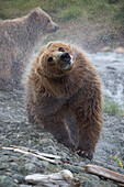 Grizzly Bear (Ursus arctos horribilis) cub shaking, Chenik River, Alaska