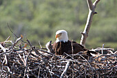 Bald Eagle (Haliaeetus leucocephalus) parent at nest with begging chick, Yukon Territory, Canada