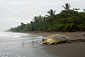 Green Sea Turtle (Chelonia mydas) female returning to sea after laying eggs, Tortuguero National Park, Costa Rica