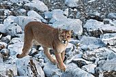 Mountain Lion (Puma concolor) female, Torres del Paine National Park, Patagonia, Chile