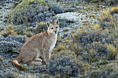 Mountain Lion (Puma concolor) six month old female cub, Torres del Paine National Park, Patagonia, Chile