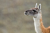 Guanaco (Lama guanicoe) in rainfall, Torres del Paine National Park, Patagonia, Chile