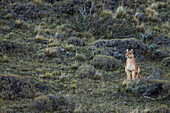 Mountain Lion (Puma concolor) female in pre-andean shrubland, Torres del Paine National Park, Patagonia, Chile