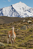 Guanaco (Lama guanicoe) in pre-andean shrubland, Torres del Paine National Park, Patagonia, Chile