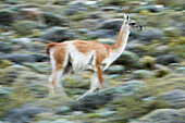 Guanaco (Lama guanicoe) running, Torres del Paine National Park, Patagonia, Chile