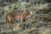 Mountain Lion (Puma concolor) female, Torres del Paine National Park, Patagonia, Chile