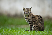 Geoffroy's Cat (Leopardus geoffroyi), habituated female, Ibera Provincial Reserve, Ibera Wetlands, Argentina