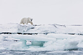 Polar Bear (Ursus maritimus) male on shore, Svalbard, Norway