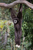 White-handed Gibbon (Hylobates lar) hanging in tree, native to southeast Asia