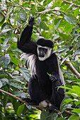 Mantled Colobus (Colobus guereza), native to Africa