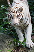 Bengal Tiger (Panthera tigris tigris), white morph, native to India