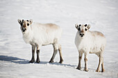 Svalbard Reindeer (Rangifer tarandus platyrhynchus) pair in snow, Svalbard, Norway