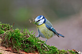 Blue Tit (Cyanistes caeruleus) collecting nesting material, North Rhine-Westphalia, Germany