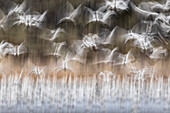 Snow Goose (Chen caerulescens) flock taking flight, New Mexico