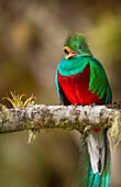 Resplendent Quetzal (Pharomachrus mocinno) male calling, Costa Rica
