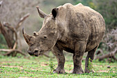 White Rhinoceros (Ceratotherium simum), Hluhluwe-Umfolozi Game Reserve, South Africa