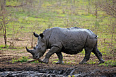 White Rhinoceros (Ceratotherium simum) covered with mud, Hluhluwe-Umfolozi Game Reserve, South Africa