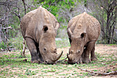 White Rhinoceros (Ceratotherium simum) mother and calf grazing, Hluhluwe-Umfolozi Game Reserve, South Africa